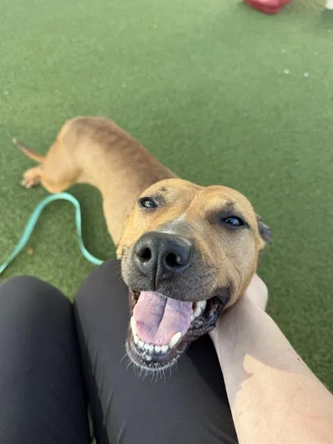 An adult medium-sized female Pit Bull Terrier dog named Squirrel for adoption in Boston, MA