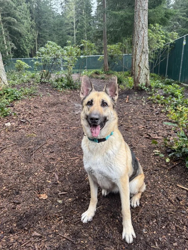A young large-sized female German Shepherd Dog dog named Remi for adoption in Coupeville, WA
