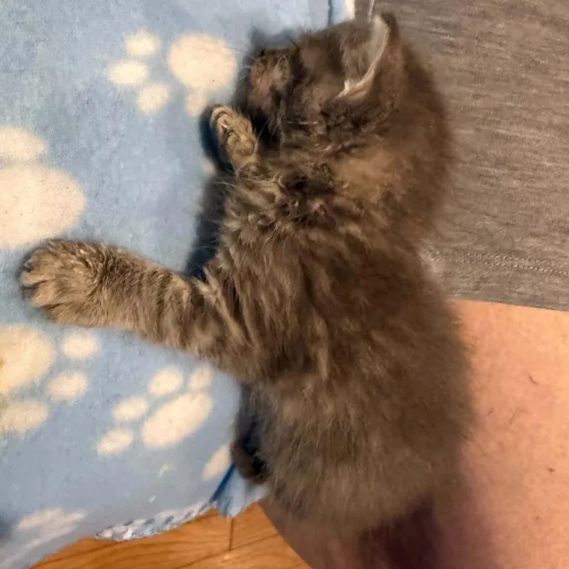 A baby small-sized male Gray / Blue / Silver Domestic Short Hair cat named French Fry for adoption in Baytown, TX