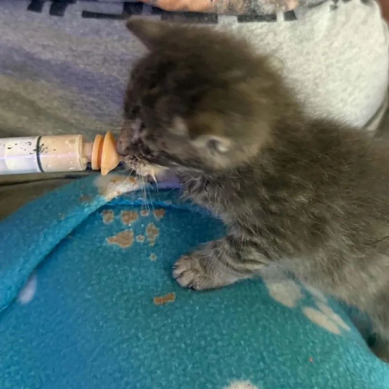 French Fry thumbnail 2