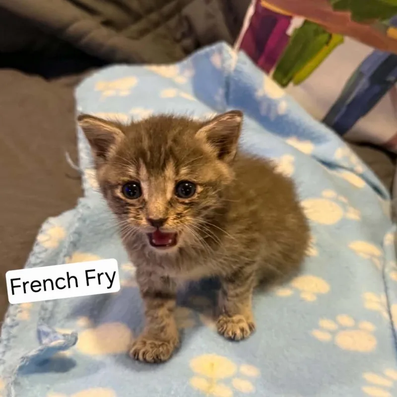 French Fry thumbnail 4
