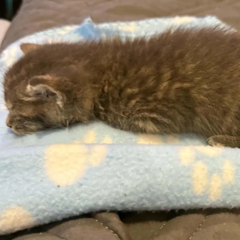 French Fry thumbnail 5