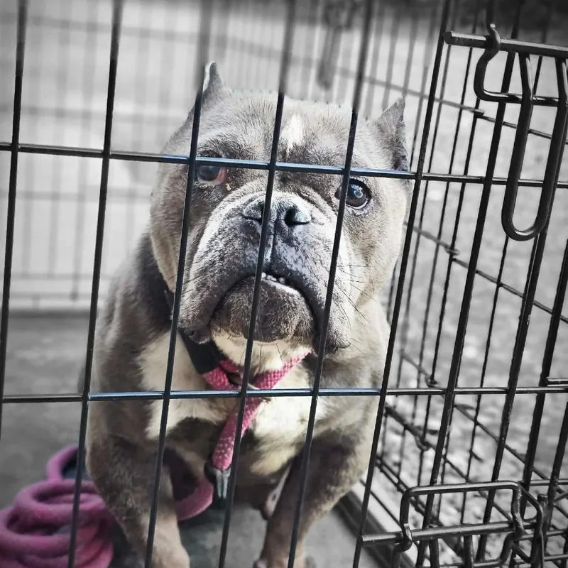 An adult medium-sized female Gray / Blue / Silver American Staffordshire Terrier dog named Polly Pocket for adoption in Lynchburg, VA