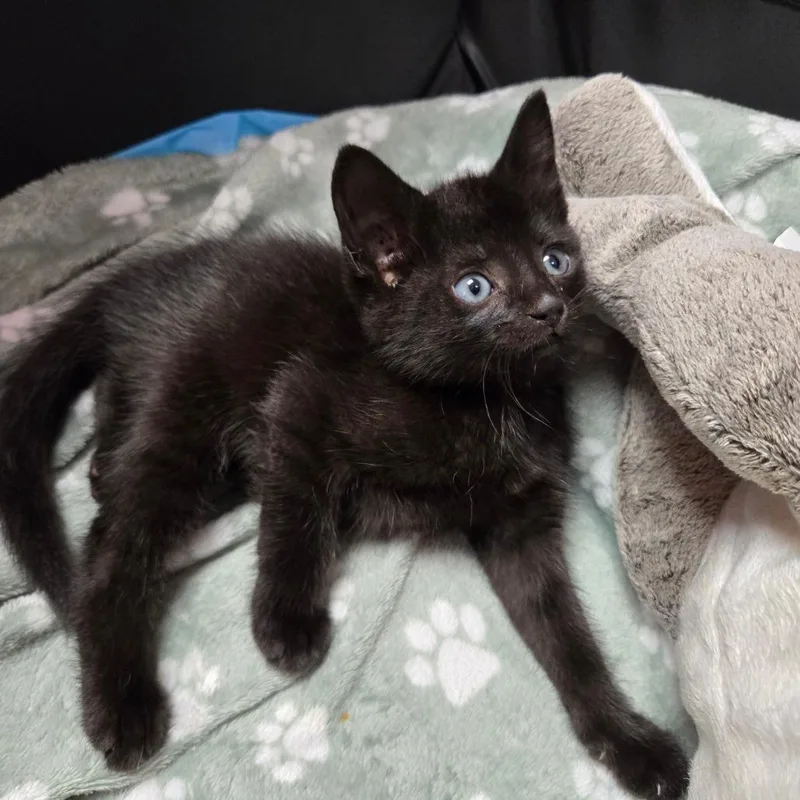A baby small-sized female Black Domestic Short Hair cat named Cherry Jello for adoption in East Hanover, NJ