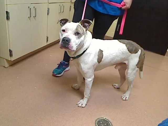 An adult large-sized male Pit Bull Terrier dog named Oatmeal for adoption in Cookeville, TN