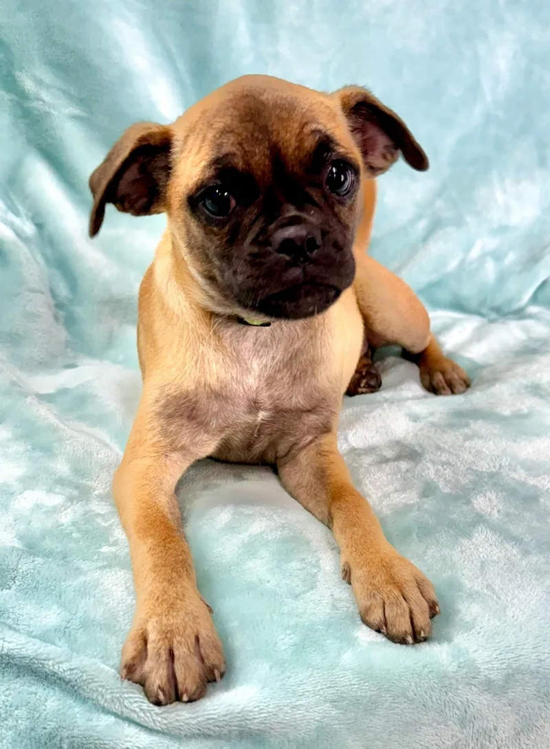 A baby small-sized female Yellow / Tan / Blond / Fawn Pug dog named JoJo for adoption in East Sparta, OH