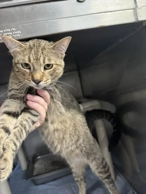 A young small-sized male Domestic Short Hair cat named Mac for adoption in Lynn Haven, FL