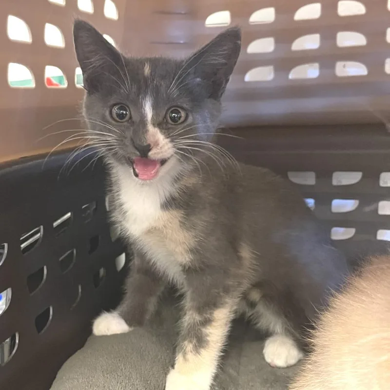 A baby small-sized female Tortoiseshell Domestic Short Hair cat named Lucy for adoption in Albert Lea, MN