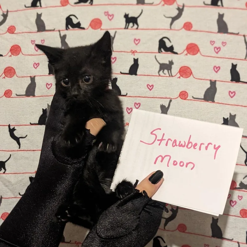 Strawberry Moon