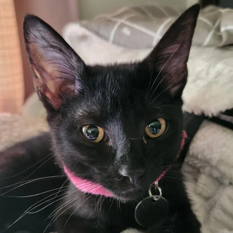 Strawberry Moon thumbnail 2