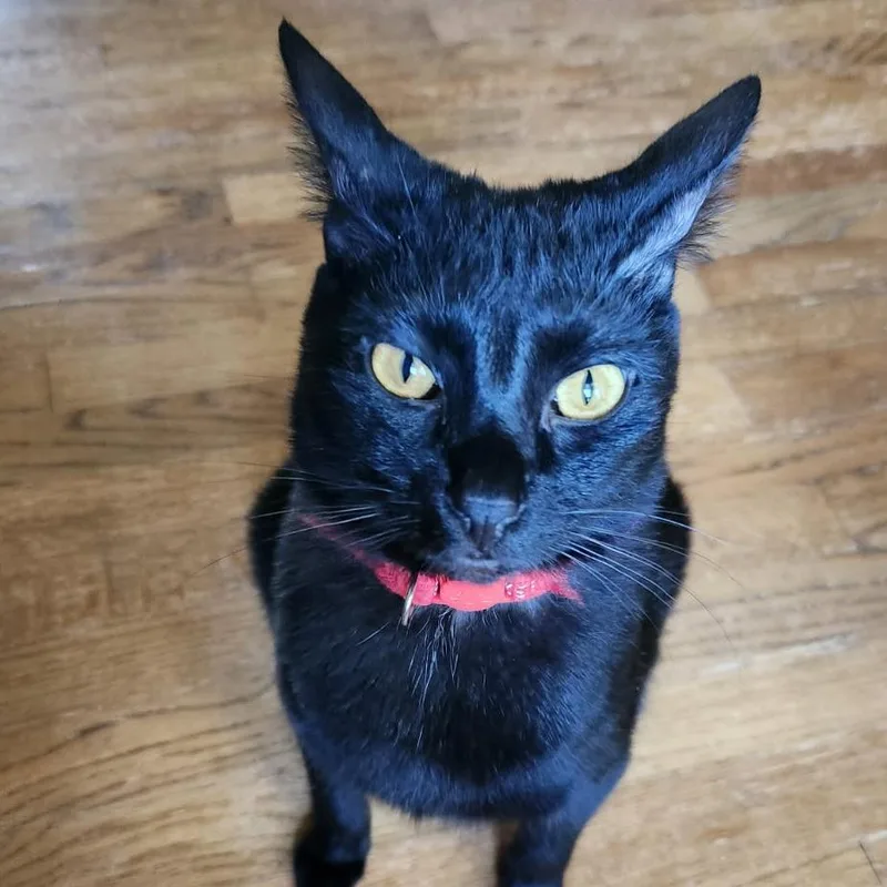 Strawberry Moon thumbnail 3