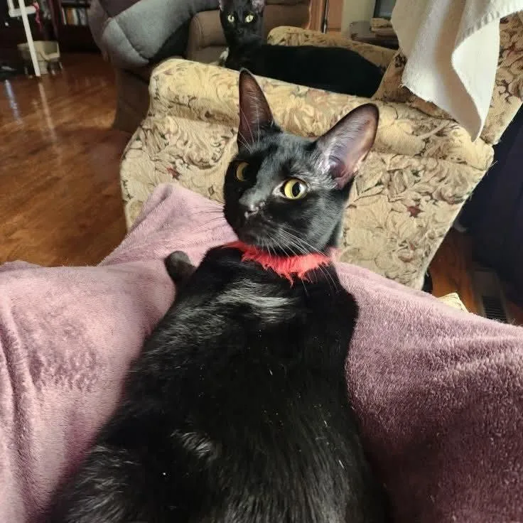 Strawberry Moon thumbnail 4