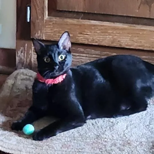 Strawberry Moon thumbnail 5