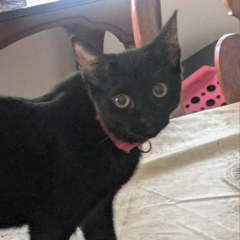 Strawberry Moon thumbnail 6