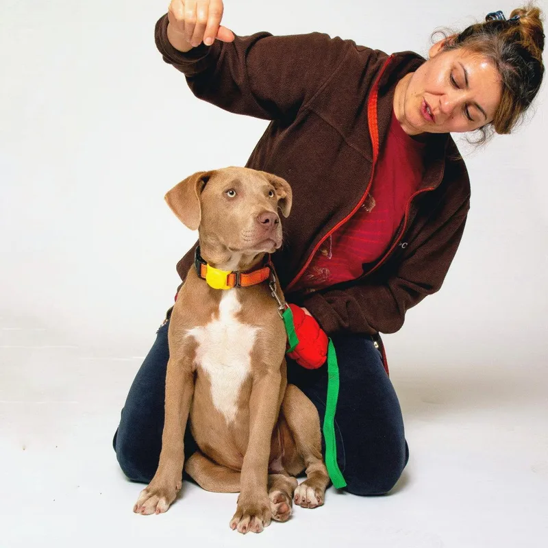 A baby small-sized male Mixed Breed dog named Ocean for adoption in Oakland, CA
