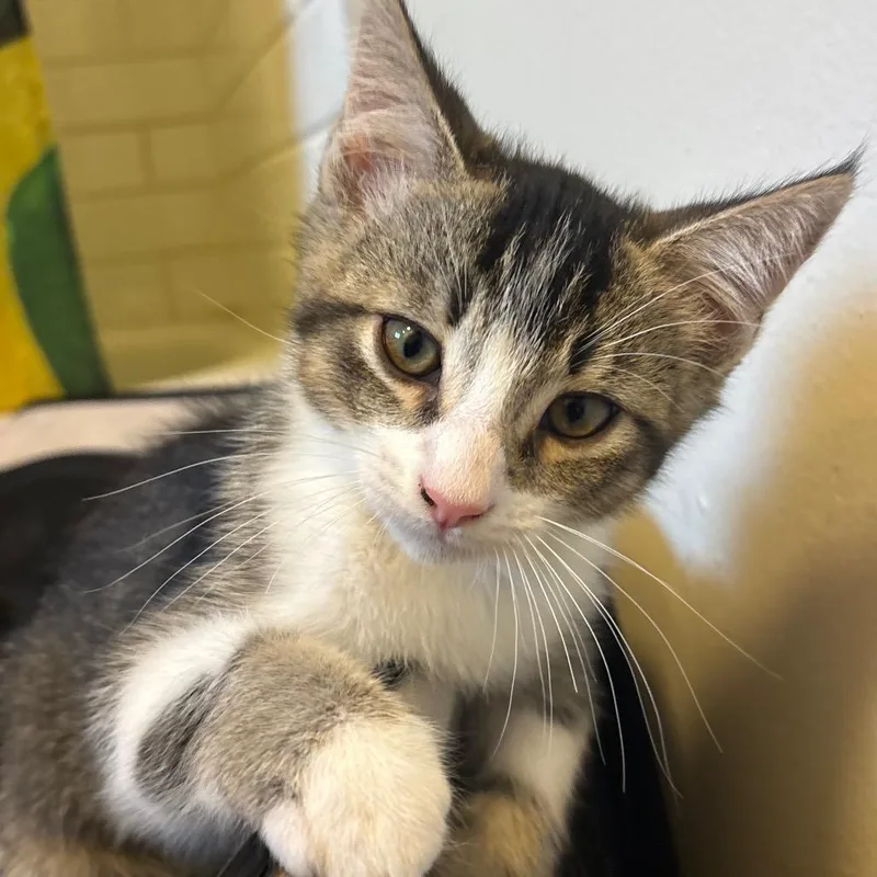 A baby small-sized male Gray / Blue / Silver Domestic Short Hair cat named Mylo for adoption in San Pablo, CA