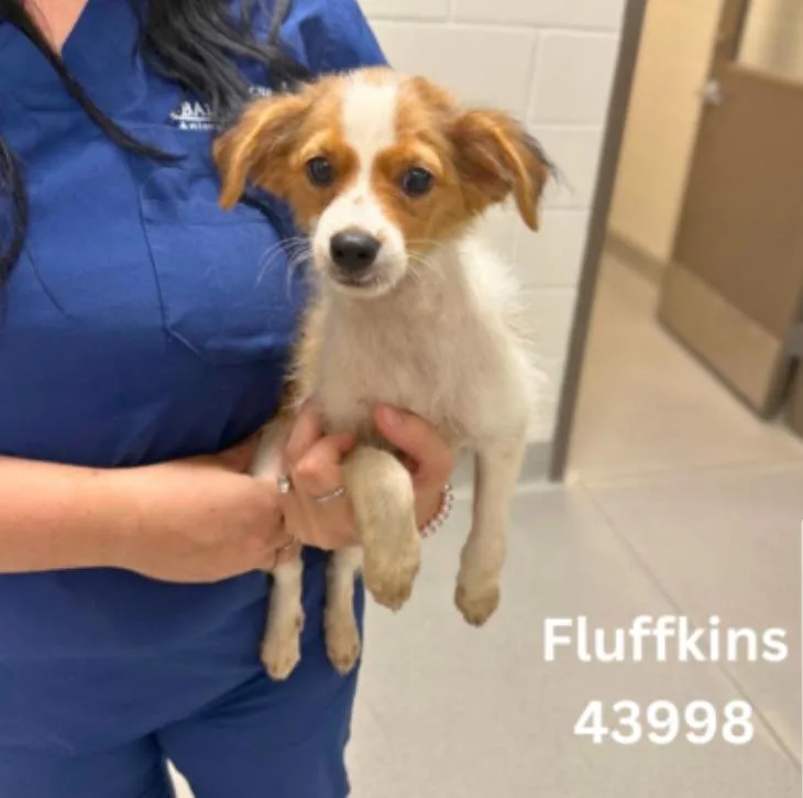 Fluffkins
