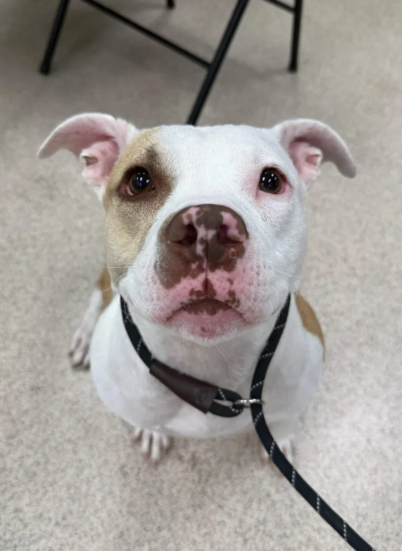 An adult medium-sized female Pit Bull Terrier dog named Destiny for adoption in Teterboro, NJ