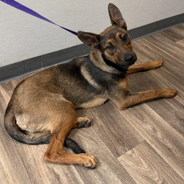 A young medium-sized female German Shepherd Dog dog named Echo for adoption in San Diego, CA