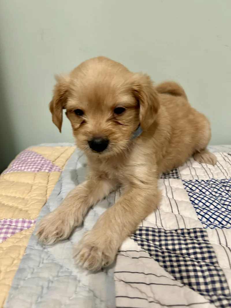 A baby small-sized male Maltese dog named Mikey for adoption in Fosters, AL