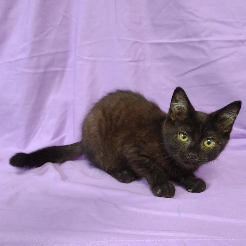 A baby small-sized male Brown / Chocolate Domestic Medium Hair cat named Soy Sauce for adoption in Coos Bay, OR