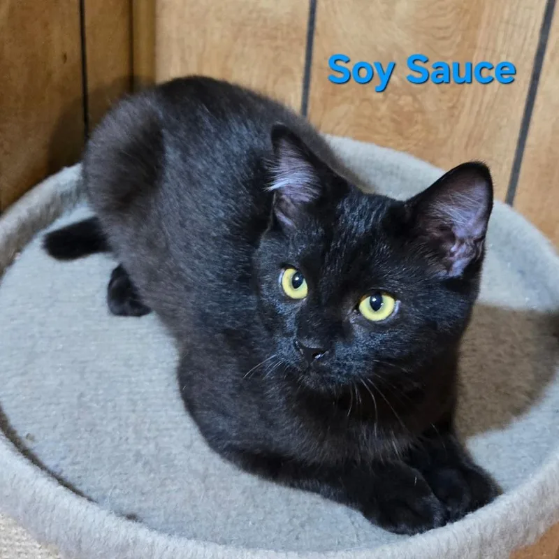 Soy Sauce thumbnail 2