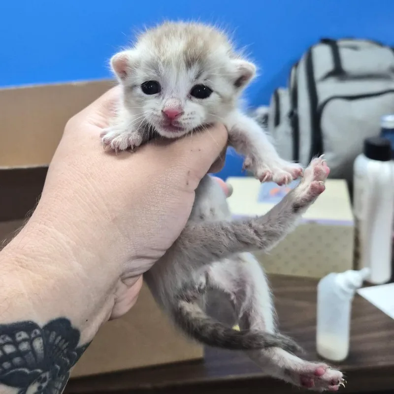 A baby small-sized female Cream / Ivory Domestic Short Hair cat named Meringue for adoption in Wahiawa, HI