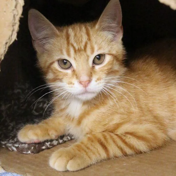A baby small-sized male Domestic Short Hair cat named Winky for adoption in Des Moines, IA
