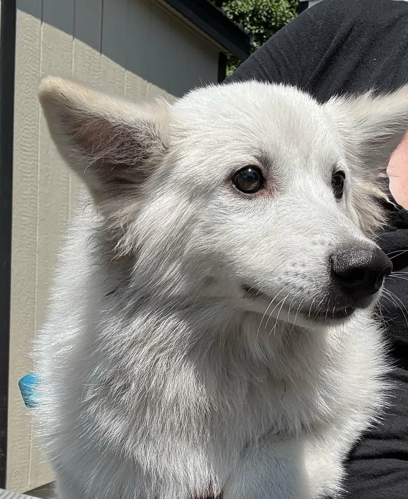 A young medium-sized male American Eskimo Dog dog named Marshmallow for adoption in Havertown, PA