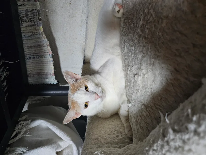 Scarlett thumbnail 2