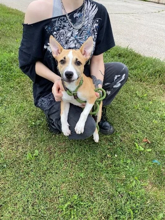 A young medium-sized female Pit Bull Terrier dog named Addison for adoption in Urbana, IL