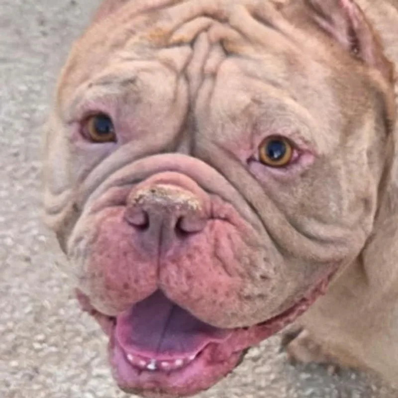 An adult medium-sized female American Bully dog named Cukee for adoption in Marana, AZ