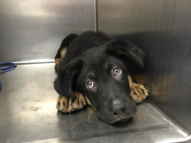 A baby small-sized male German Shepherd Dog dog named Franz for adoption in Thousand Palms, CA