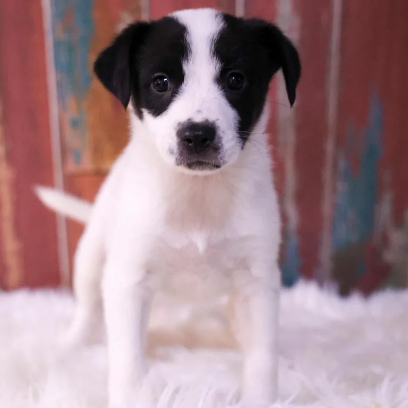A baby small-sized female White / Cream Mixed Breed dog named Abby for adoption in Casa Grande, AZ
