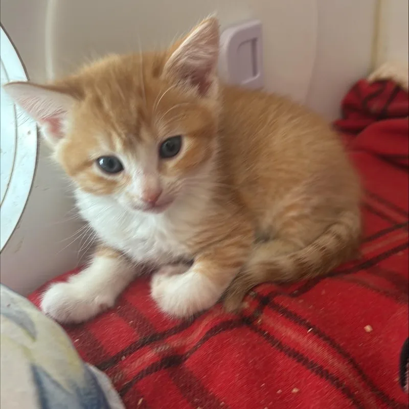 A baby small-sized male Orange / Red Domestic Short Hair cat named Burrito for adoption in Kanab, UT
