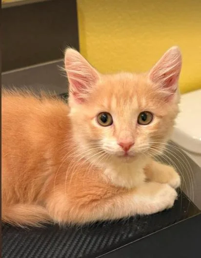 A baby medium-sized male Tabby (Orange / Red) Domestic Medium Hair cat named Harry for adoption in oceanside, CA