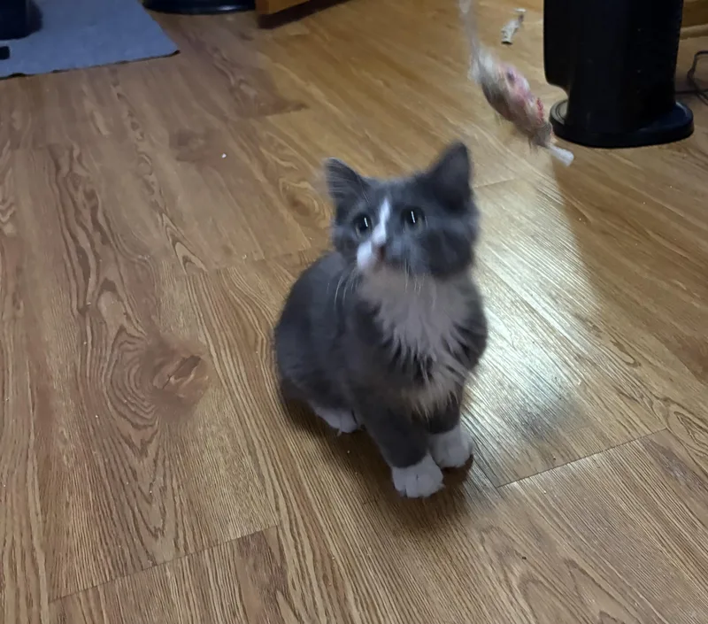 A baby medium-sized male Gray & White Domestic Medium Hair cat named Dundee for adoption in Faribault, MN