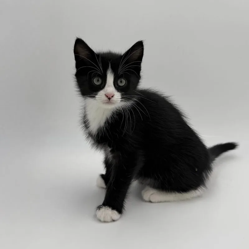 A baby medium-sized male Domestic Short Hair cat named Spark for adoption in State College, PA