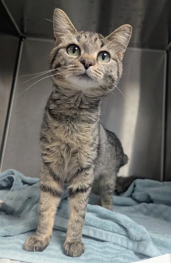 A young large-sized female Tabby (Brown / Chocolate) Domestic Short Hair cat named Robin for adoption in Springfield, IL