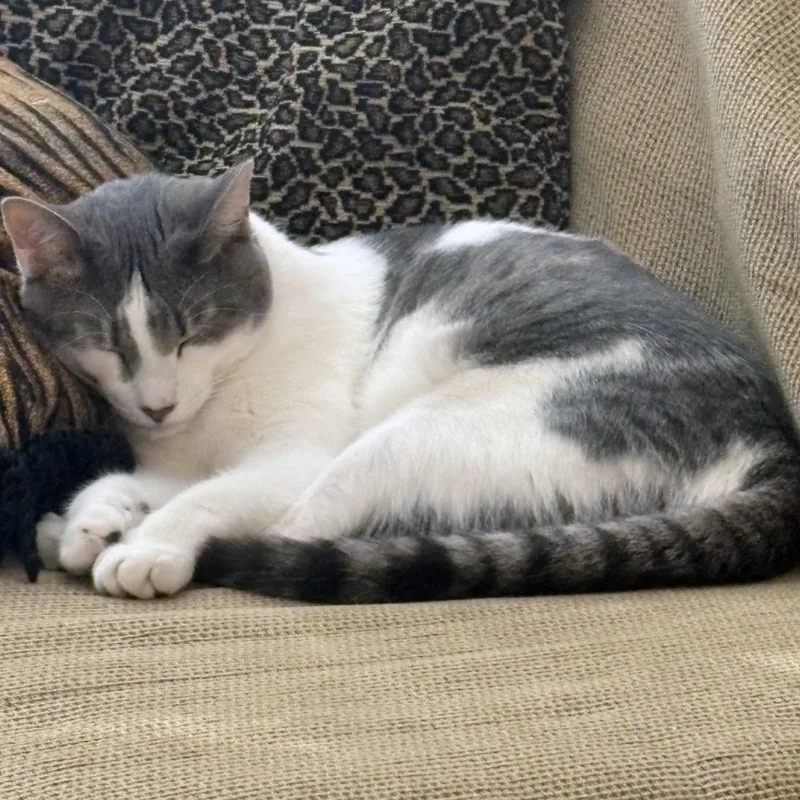 Griswold < Lap Cat thumbnail 2