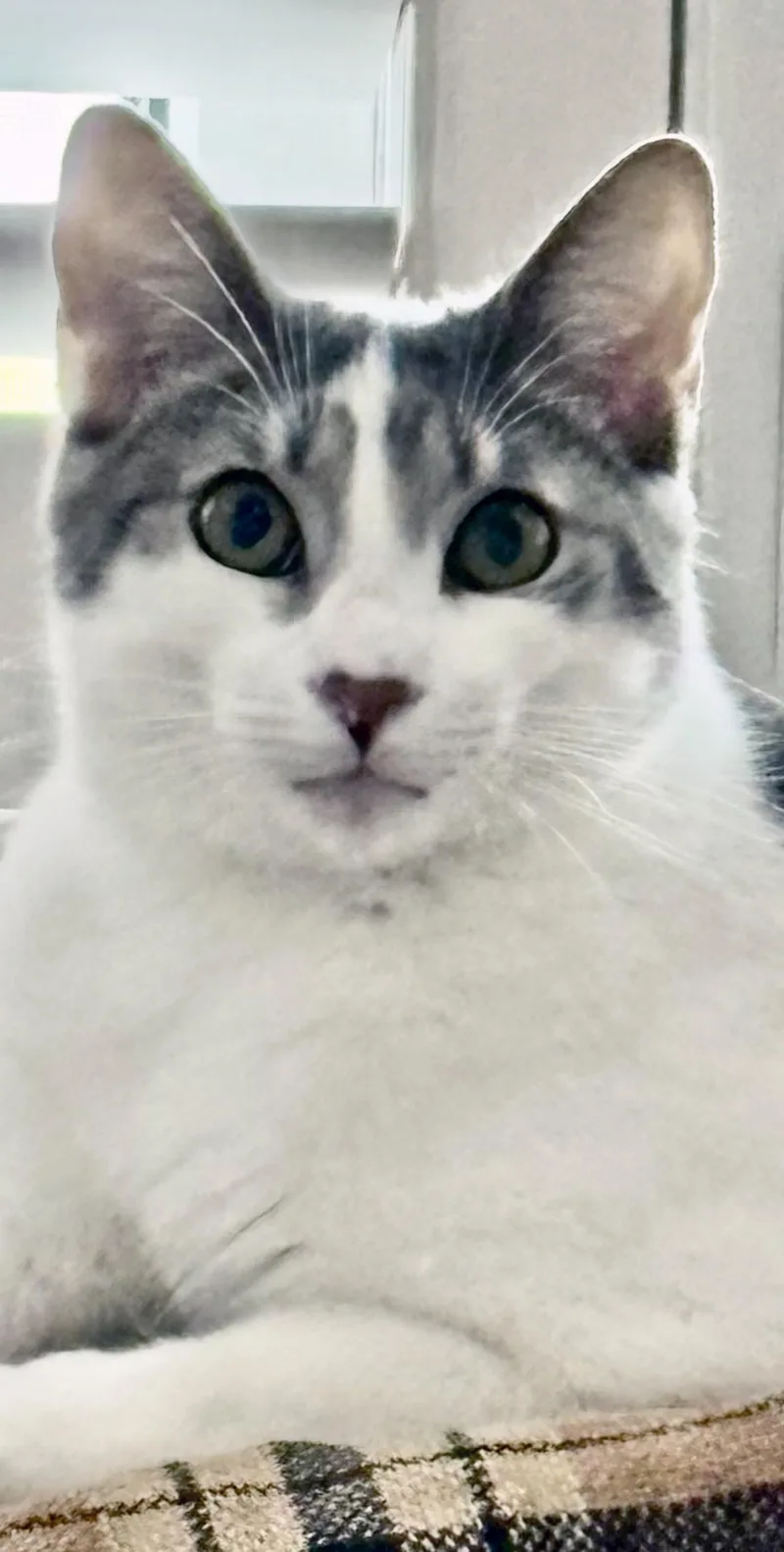 Griswold < Lap Cat thumbnail 3