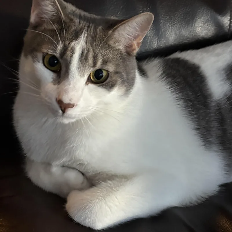 Griswold < Lap Cat thumbnail 4