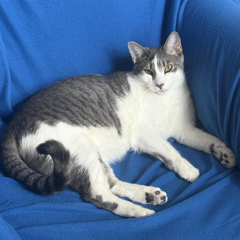 Griswold < Lap Cat thumbnail 5