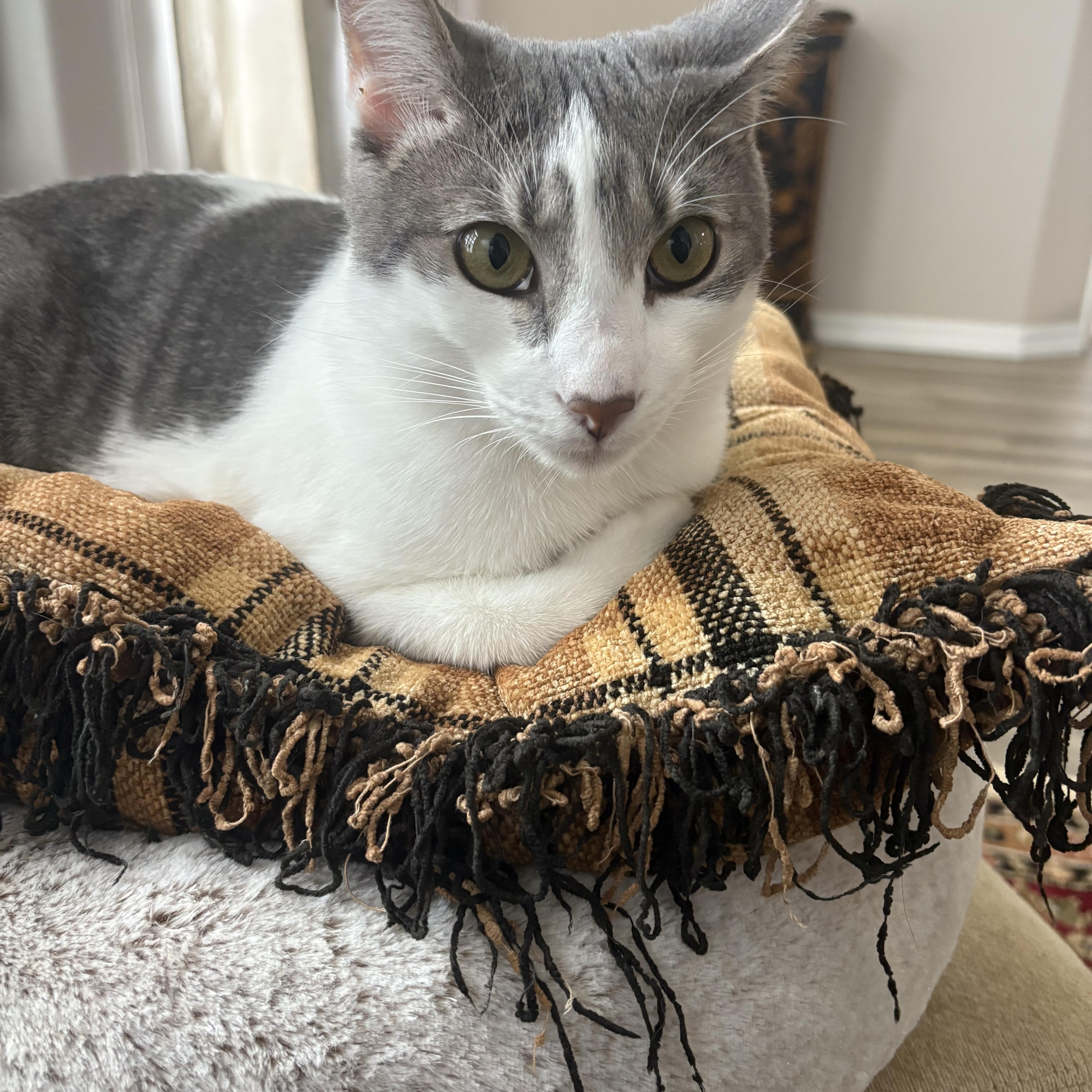 Griswold < Lap Cat thumbnail 6