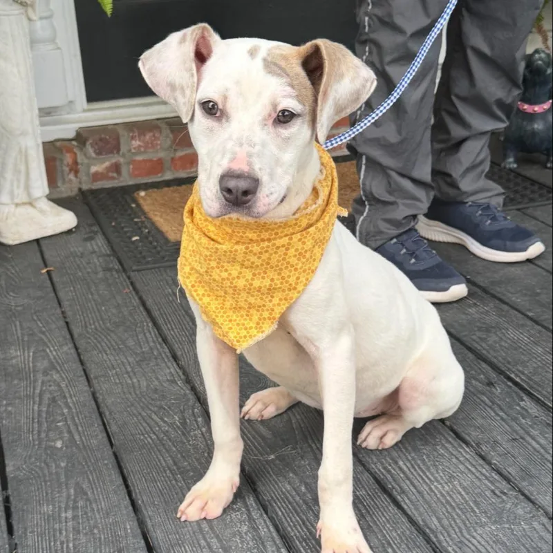 A young medium-sized female White / Cream Terrier dog named Coconut for adoption in Novelty, OH