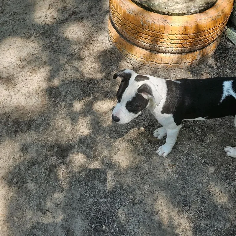 A baby medium-sized female Black Mixed Breed dog named Arcee for adoption in Middleburg, FL