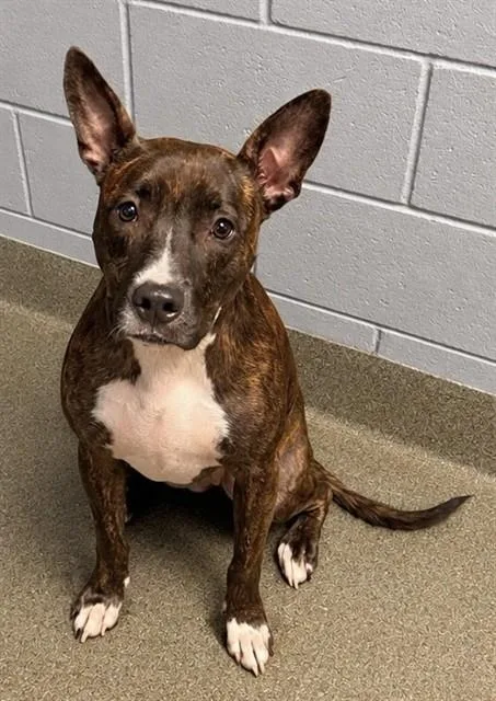 A young medium-sized female Mixed Breed dog named Abbie for adoption in Jacksonville, FL