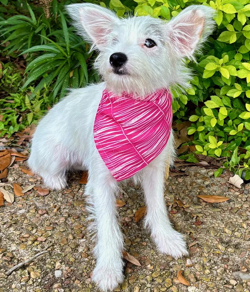 A baby small-sized female White / Cream Terrier dog named Marvelous MELODY Sweetest for adoption in Cypress, TX