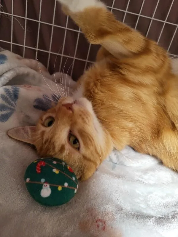 An adult medium-sized female Domestic Short Hair cat named Mama Mao for adoption in Diamond Springs, CA