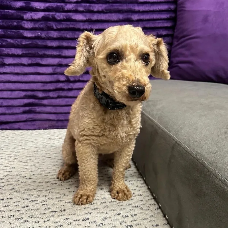 An adult small-sized male Poodle dog named Ivar for adoption in Hartland, WI